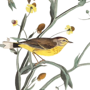 audubon page turning event
