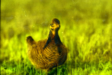 Heath Hen
